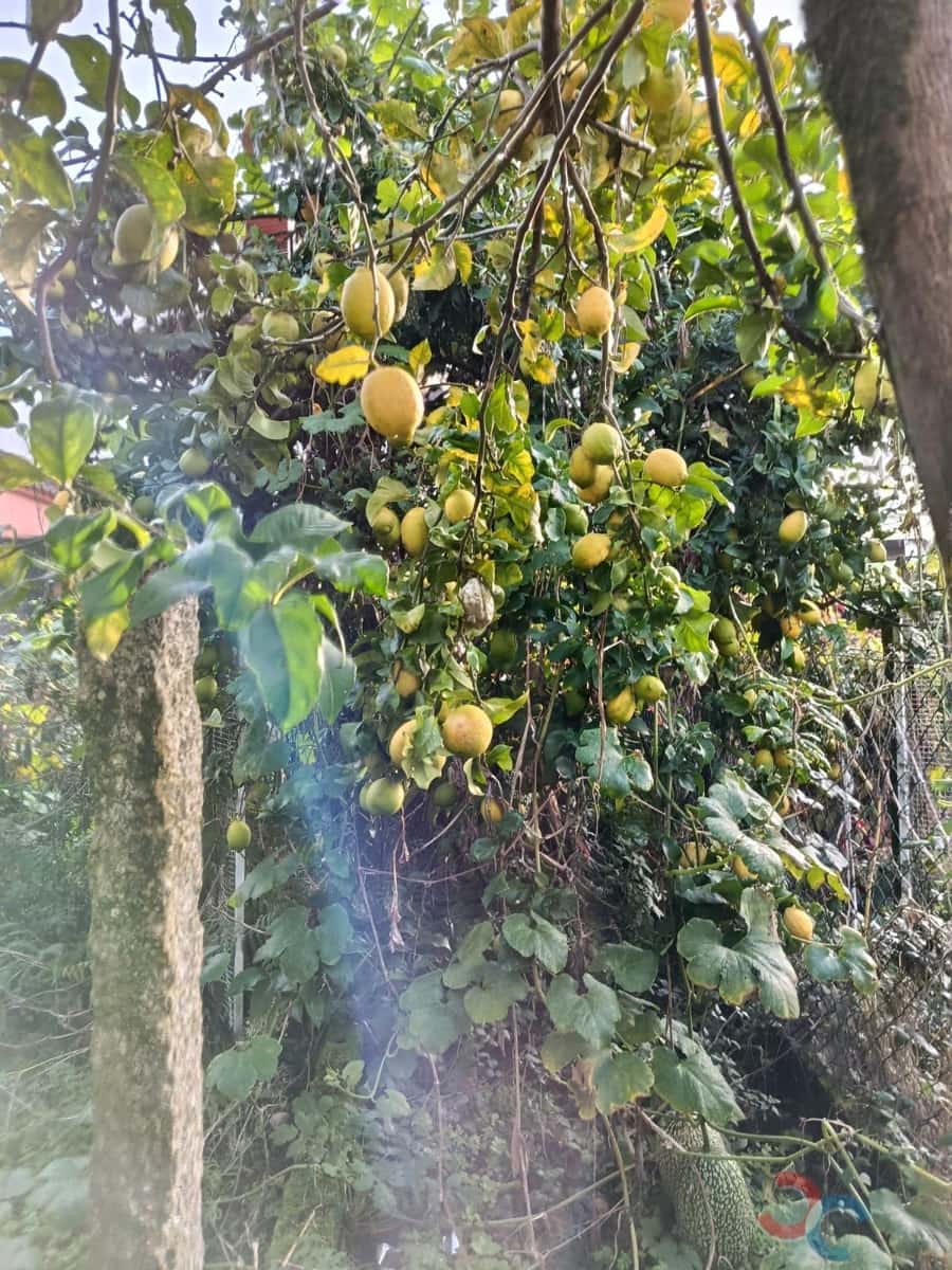 Byggetomt til salgs i Marin - € 60 000 (Ref: 9415672)