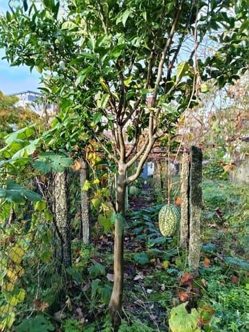 Building Plot for sale in Marín - € 60,000 (Ref: 9415672)