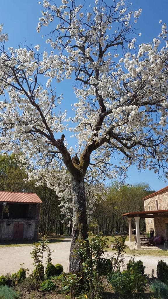 6 soveværelse Byhus til salg i Vedra - € 625.000 (Ref: 8307202)