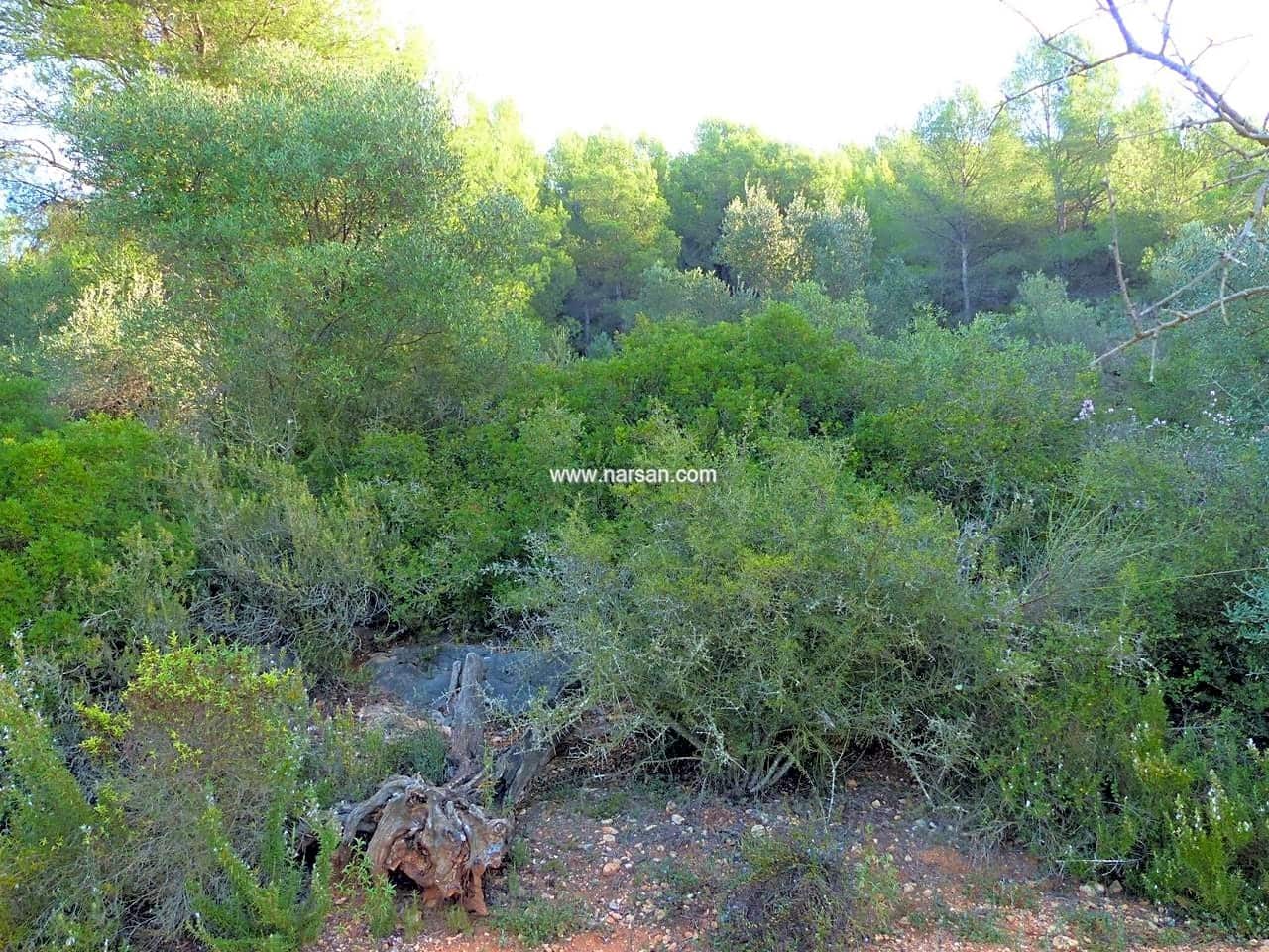 Undeveloped Land for sale in La Pobla Tornesa - € 99,500 (Ref: 6346984)