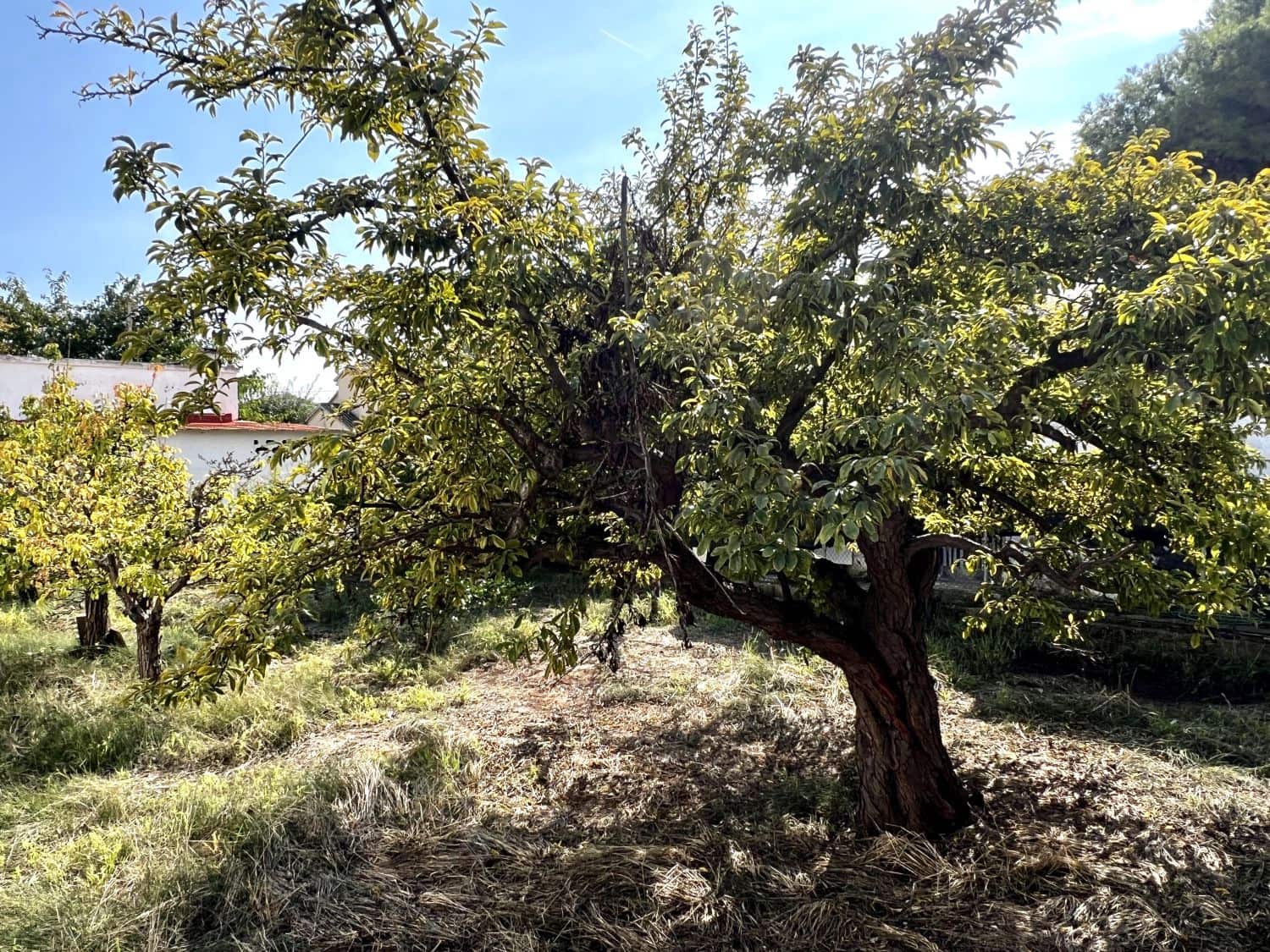 4 sovrum Villa till salu i Almassora / Almazora - 158 000 € (Ref: 9322098)