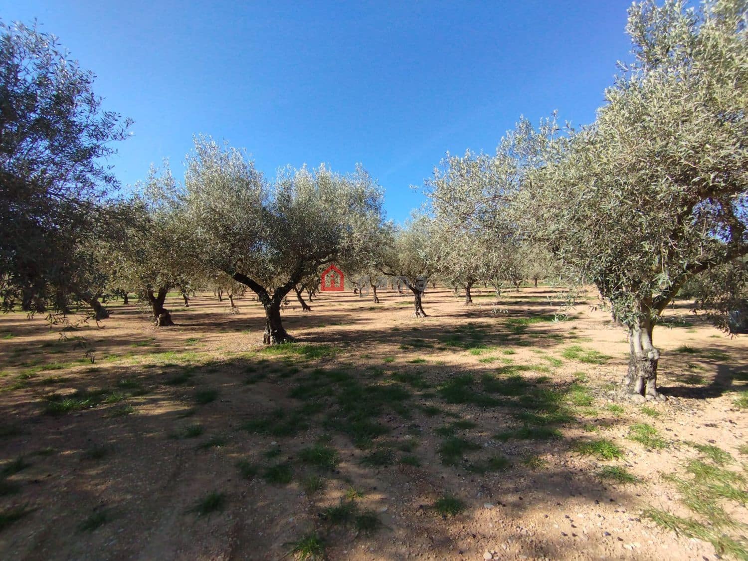 Terreno Non Edificato in vendita in Cervera del Maestre / Cervera del Maestrat - 75.000 € (Rif: 9788236)