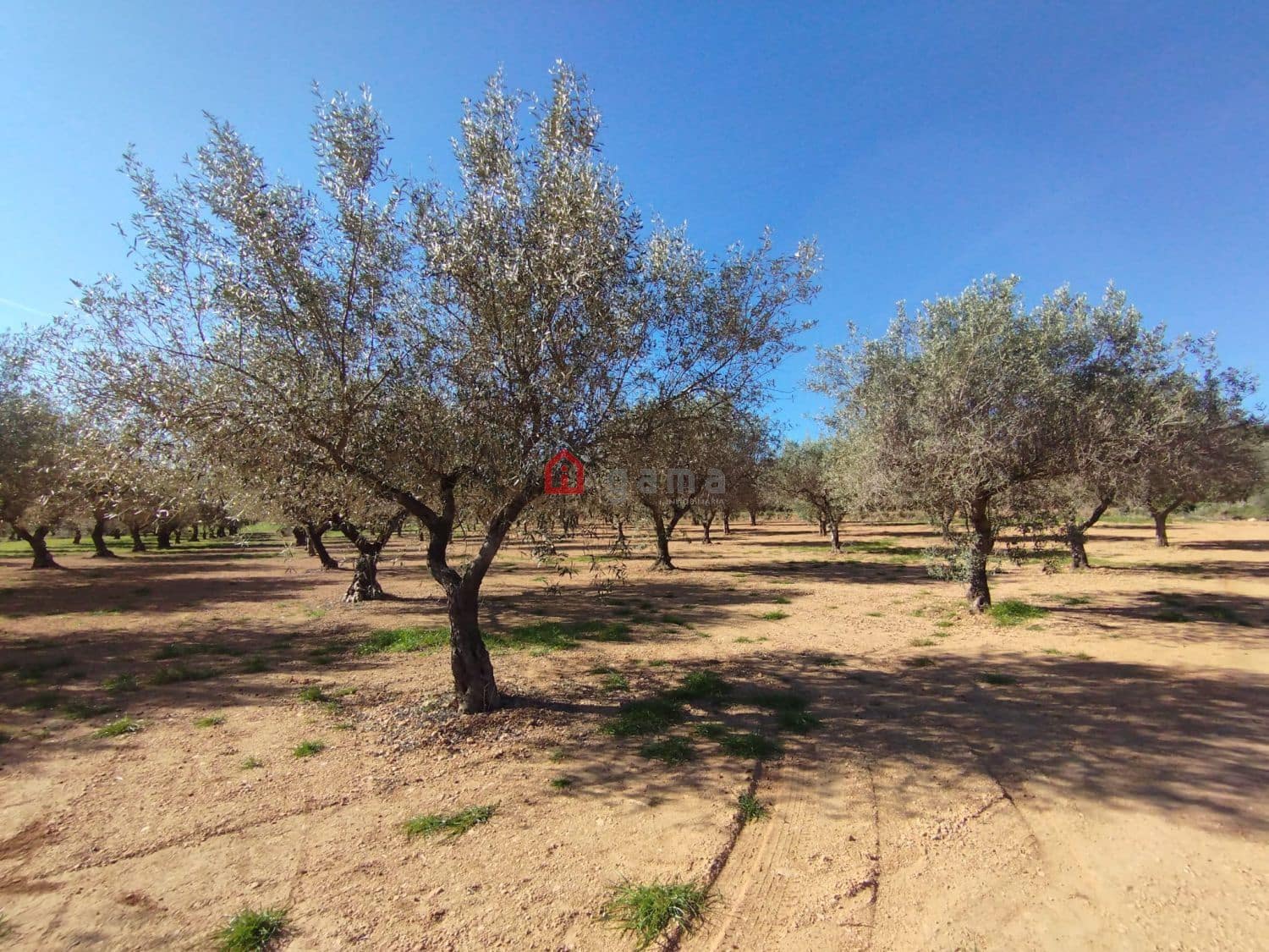 Terreno Non Edificato in vendita in Cervera del Maestre / Cervera del Maestrat - 75.000 € (Rif: 9788236)