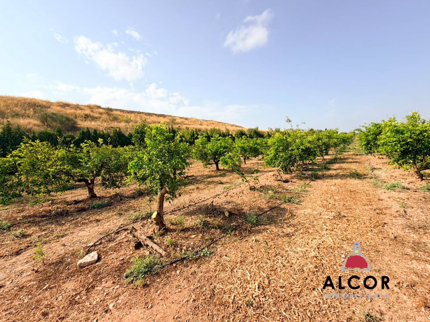 Undeveloped Land for sale in Cervera del Maestre / Cervera del Maestrat - € 25,000 (Ref: 10005203)