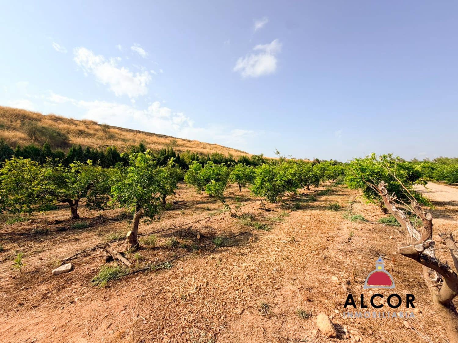 Undeveloped Land for sale in Cervera del Maestre / Cervera del Maestrat - € 25,000 (Ref: 10005203)