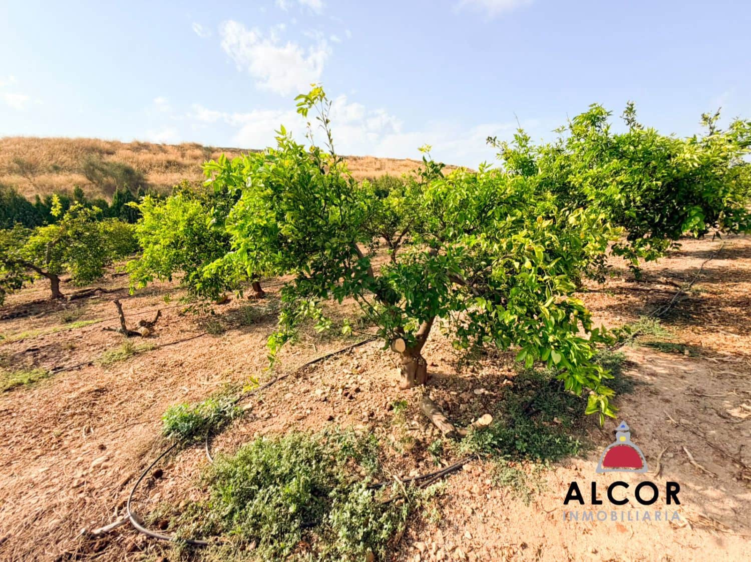 Undeveloped Land for sale in Cervera del Maestre / Cervera del Maestrat - € 25,000 (Ref: 10005203)