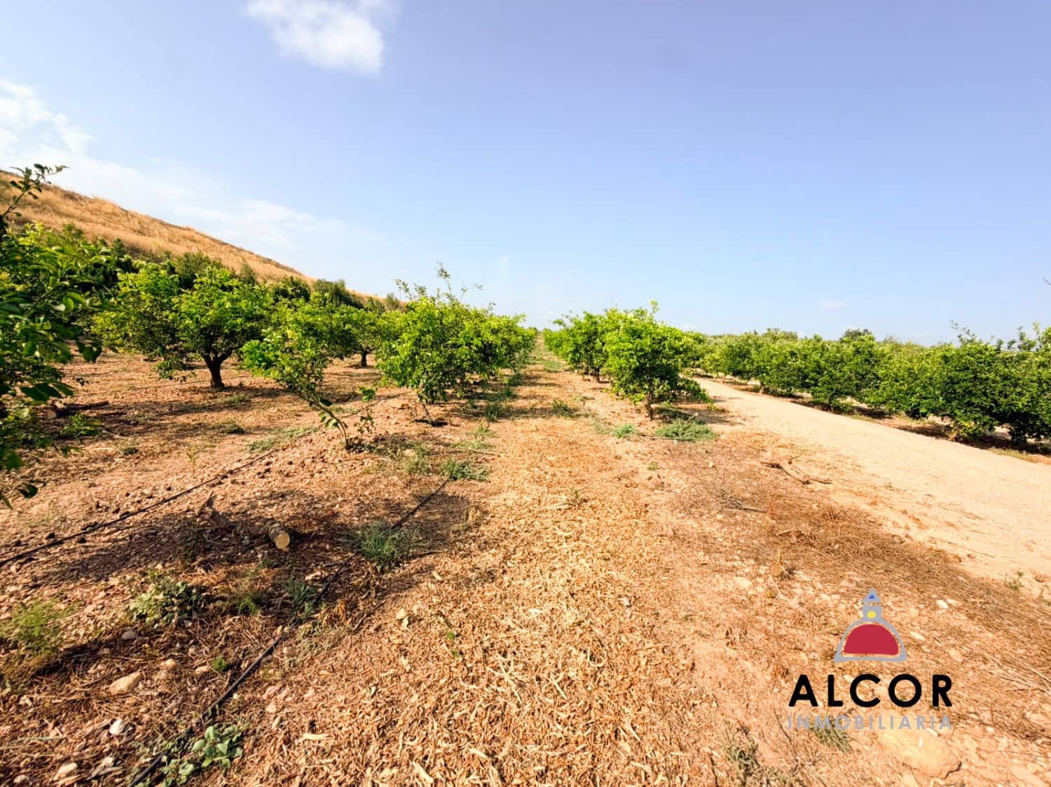 Undeveloped Land for sale in Cervera del Maestre / Cervera del Maestrat - € 25,000 (Ref: 10005203)