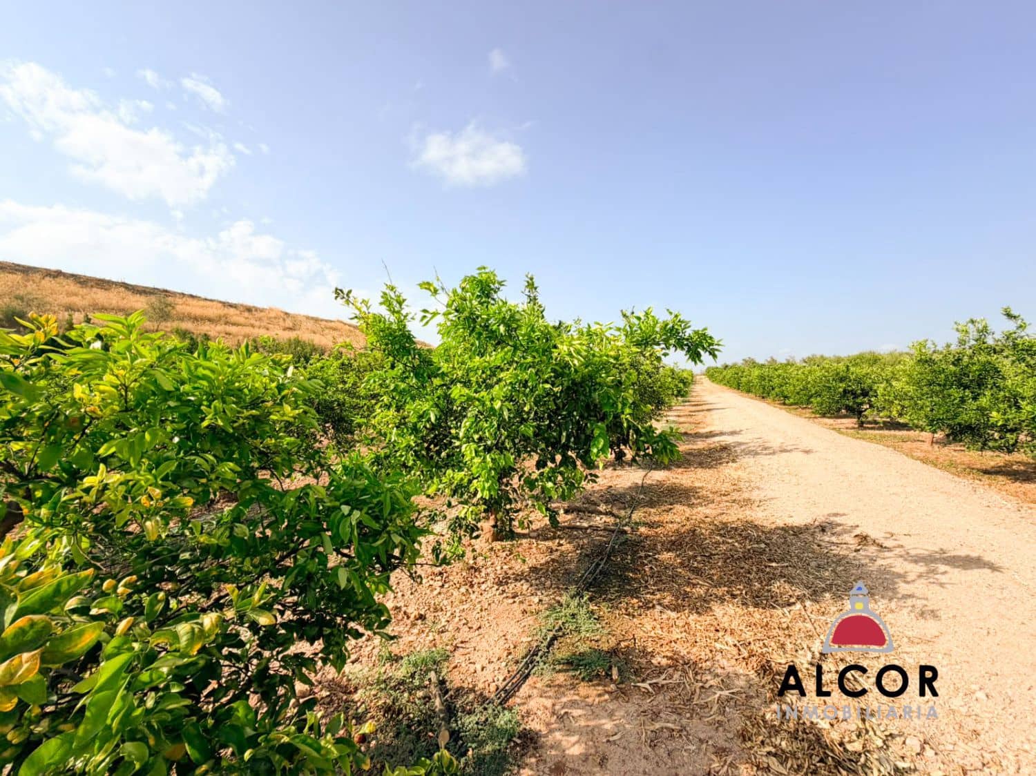 Undeveloped Land for sale in Cervera del Maestre / Cervera del Maestrat - € 25,000 (Ref: 10005203)
