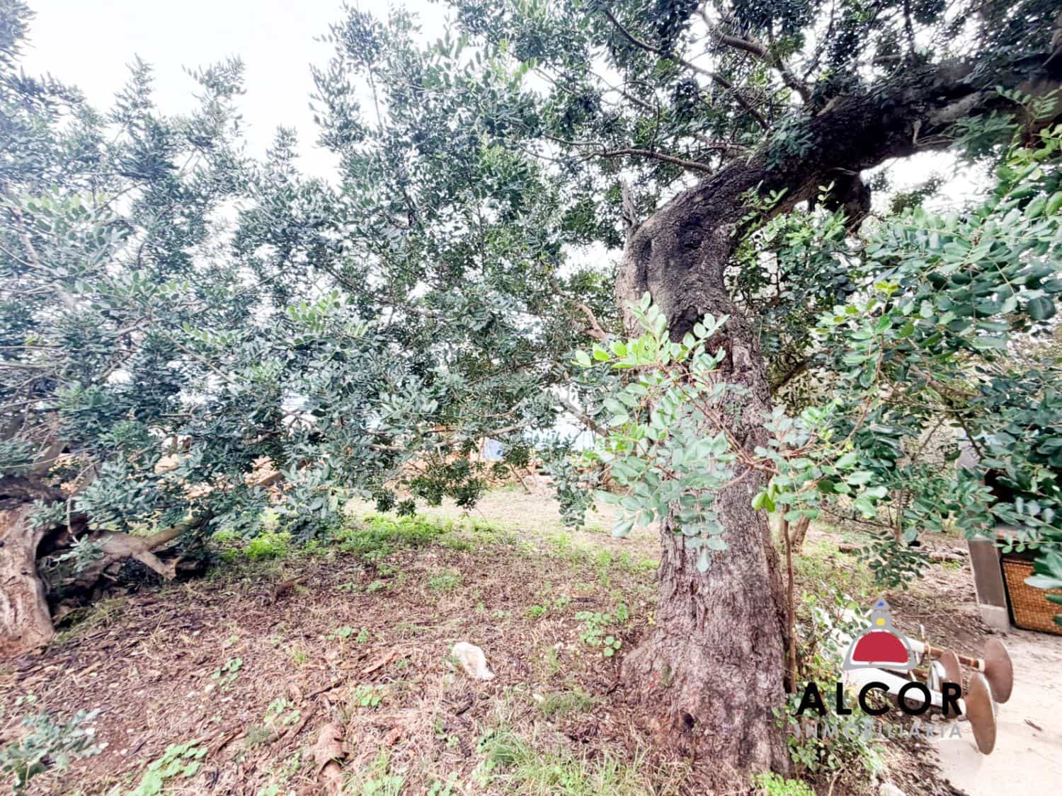 Finca/Casa Rural en Alcanar en venta - 70.000 € (Ref: 9564854)