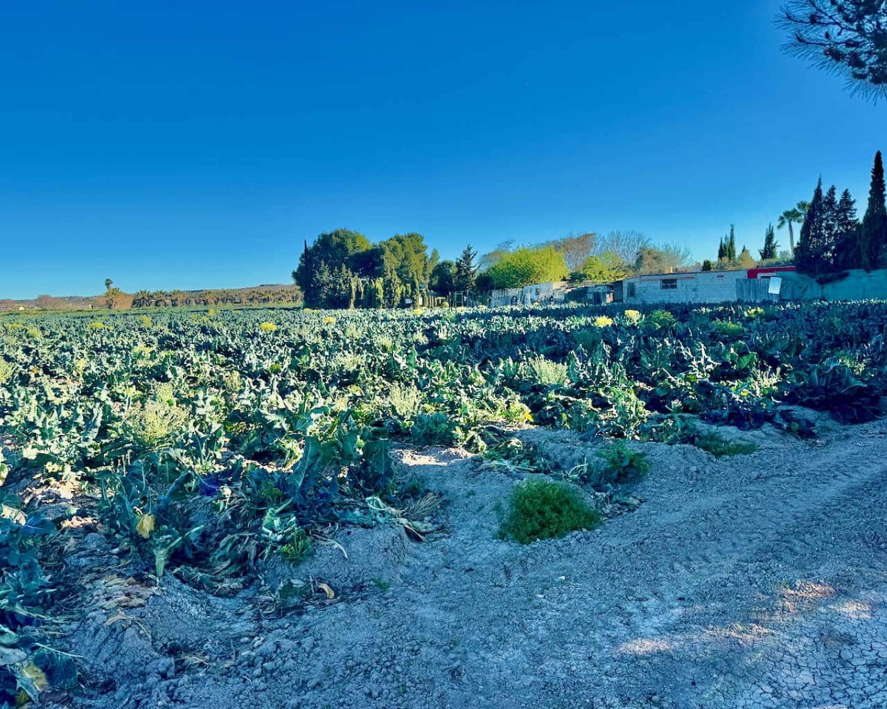 4 soveværelse Finca/Landehus til salg i Guardamar del Segura med garage - € 190.000 (Ref: 9086451)