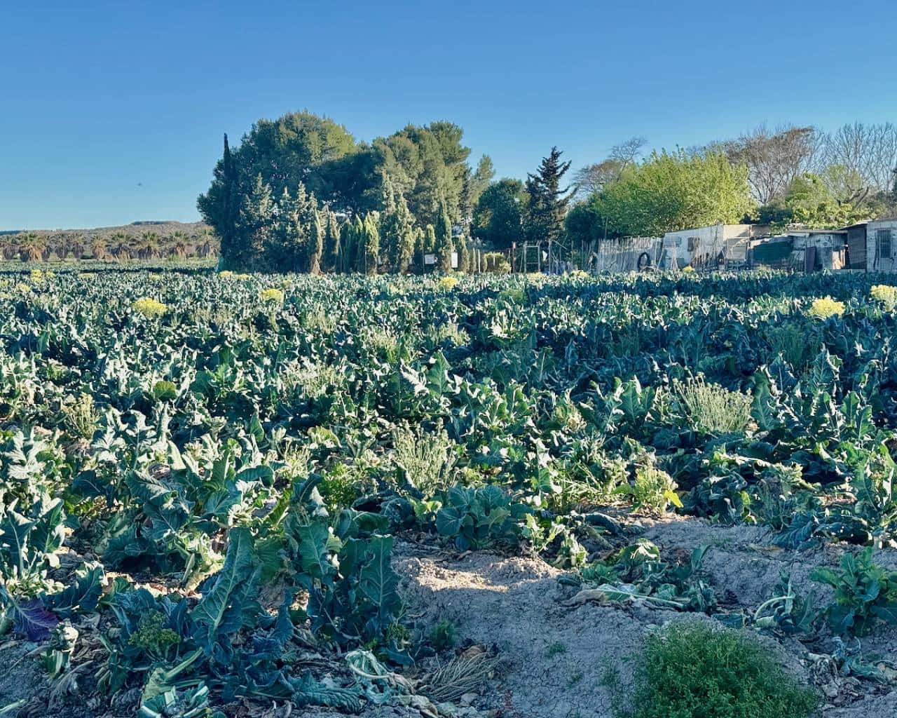 4 soveværelse Finca/Landehus til salg i Guardamar del Segura med garage - € 190.000 (Ref: 9086451)