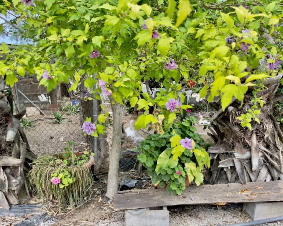 8 slaapkamer Finca/Landhuis te koop in Orihuela met zwembad garage - € 1.300.000 (Ref: 9517871)