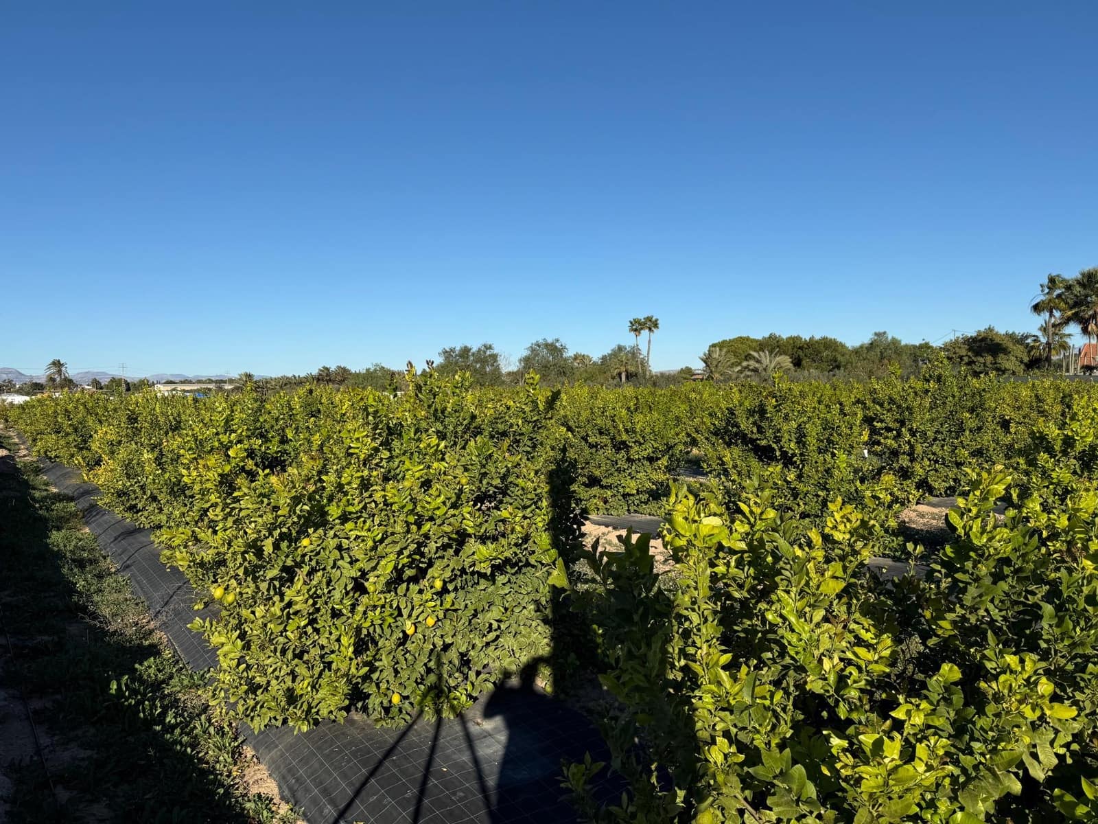 Grunde uden byggetilladelser til salg i Valverde - € 75.000 (Ref: 9416063)