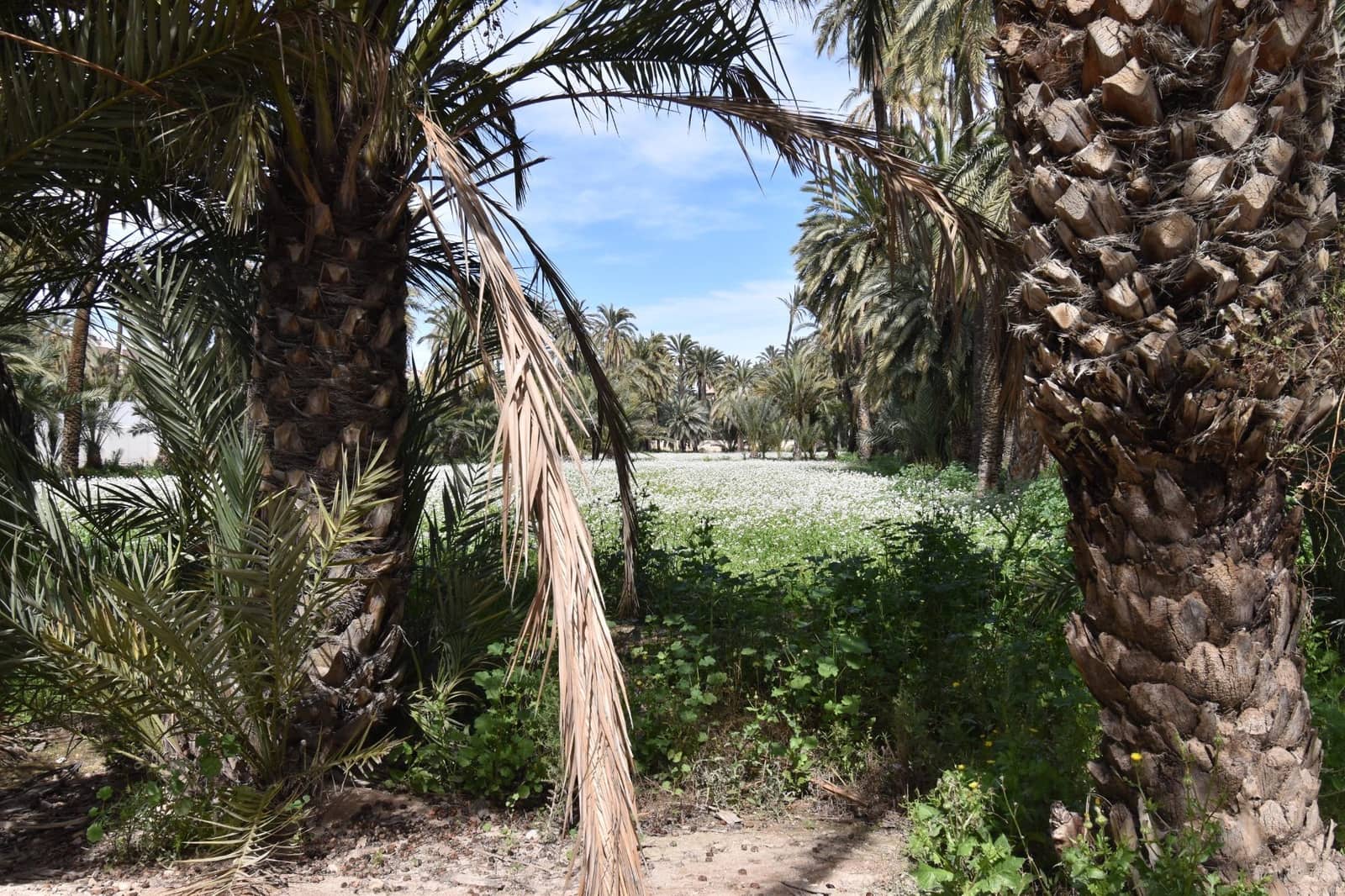 1 soveværelse Lejlighed til salg i Elche / Elx - € 174.500 (Ref: 9712394)