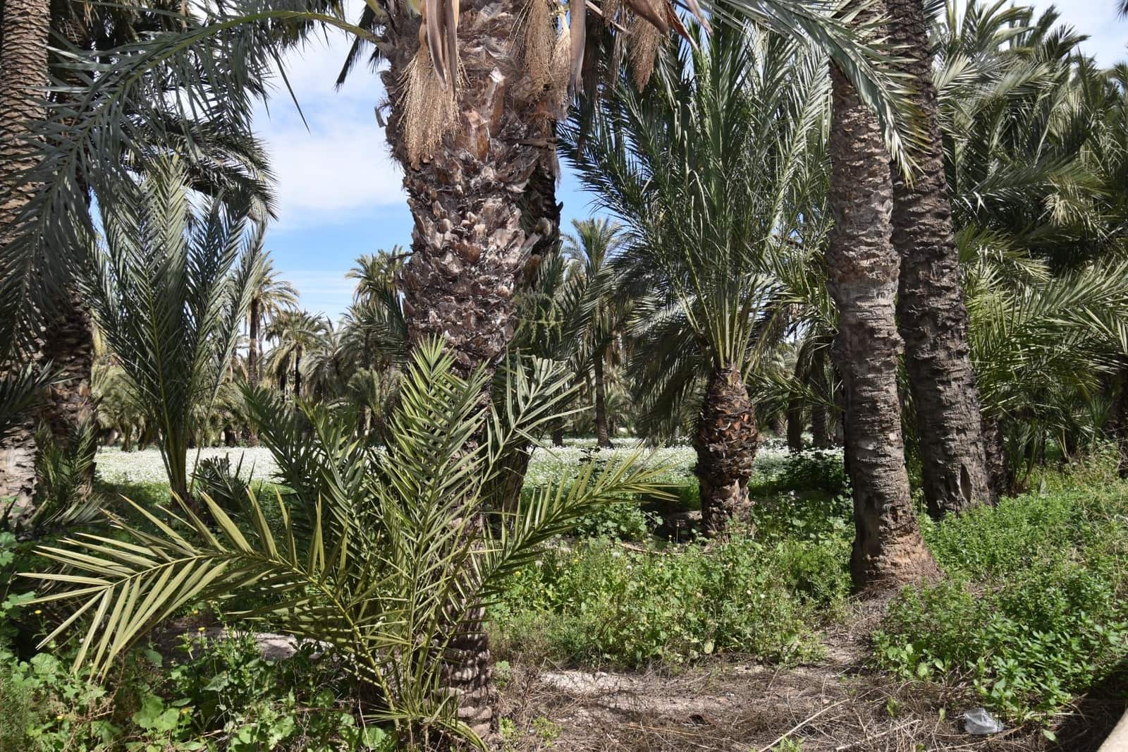 1 soveværelse Lejlighed til salg i Elche / Elx - € 174.500 (Ref: 9712394)