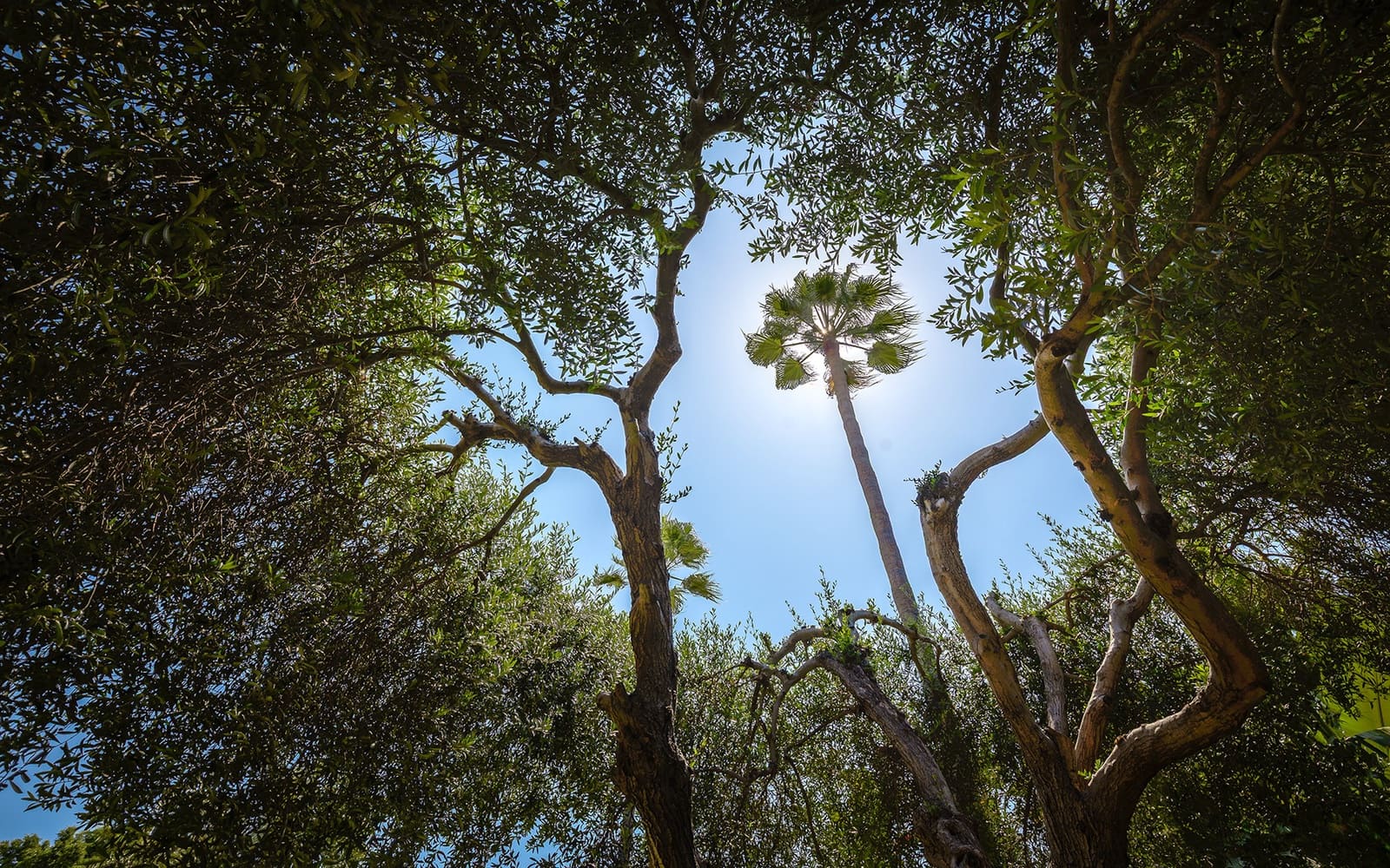 6 slaapkamer Villa te huur in Guadalmina met zwembad garage - € 8.000 (Ref: 9278177)