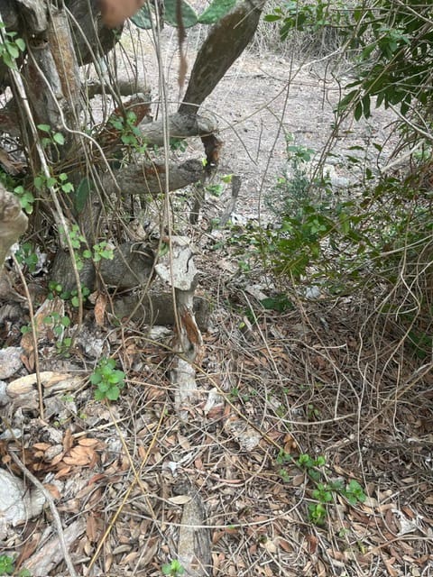 Teren niezagospodarowany na sprzedaż w San Jose / Sant Josep de Sa Talaia - 1 390 000 € (Ref: 9588426)