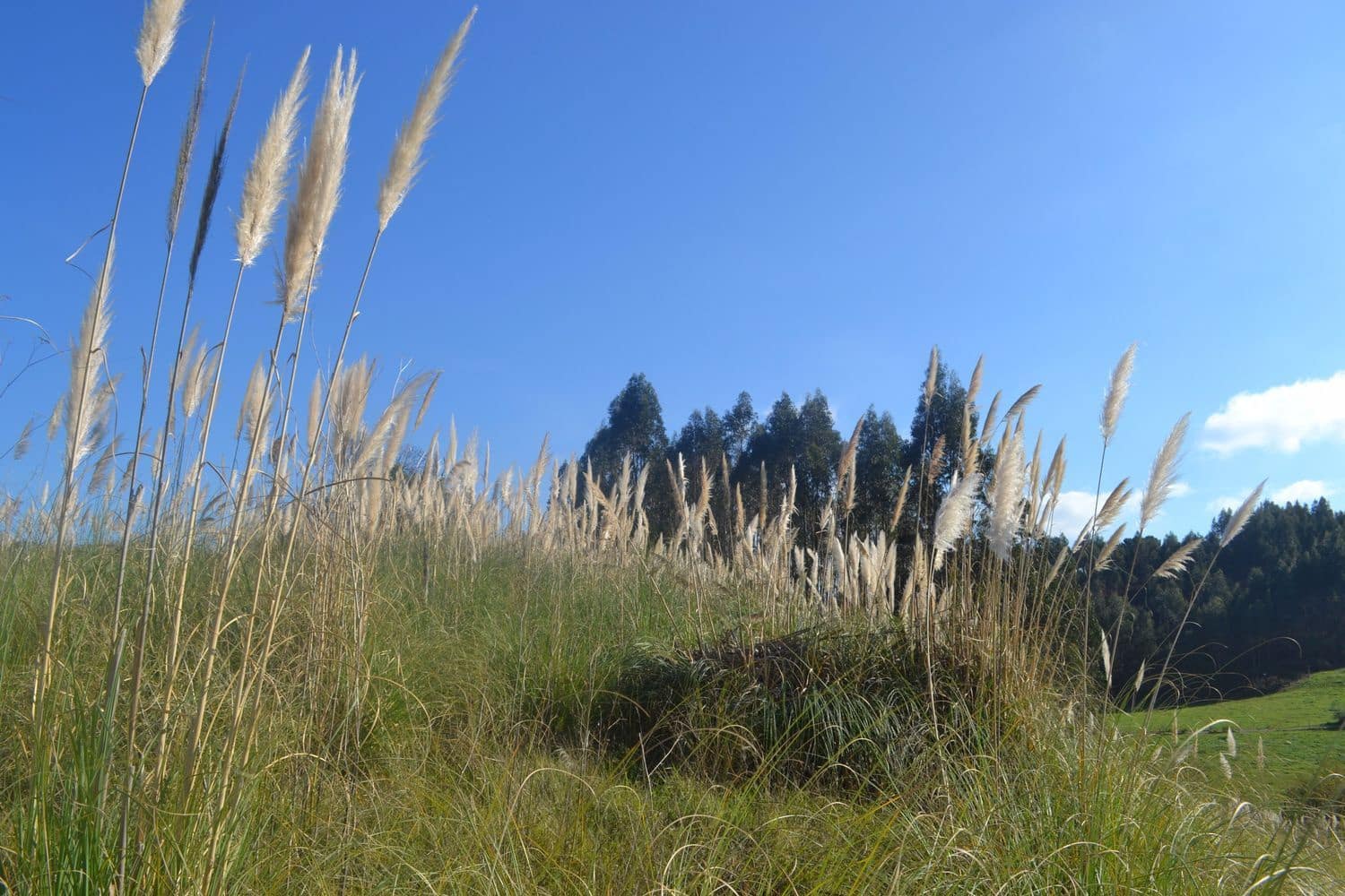 Grunde uden byggetilladelser til salg i Llanera - € 99.000 (Ref: 4073588)