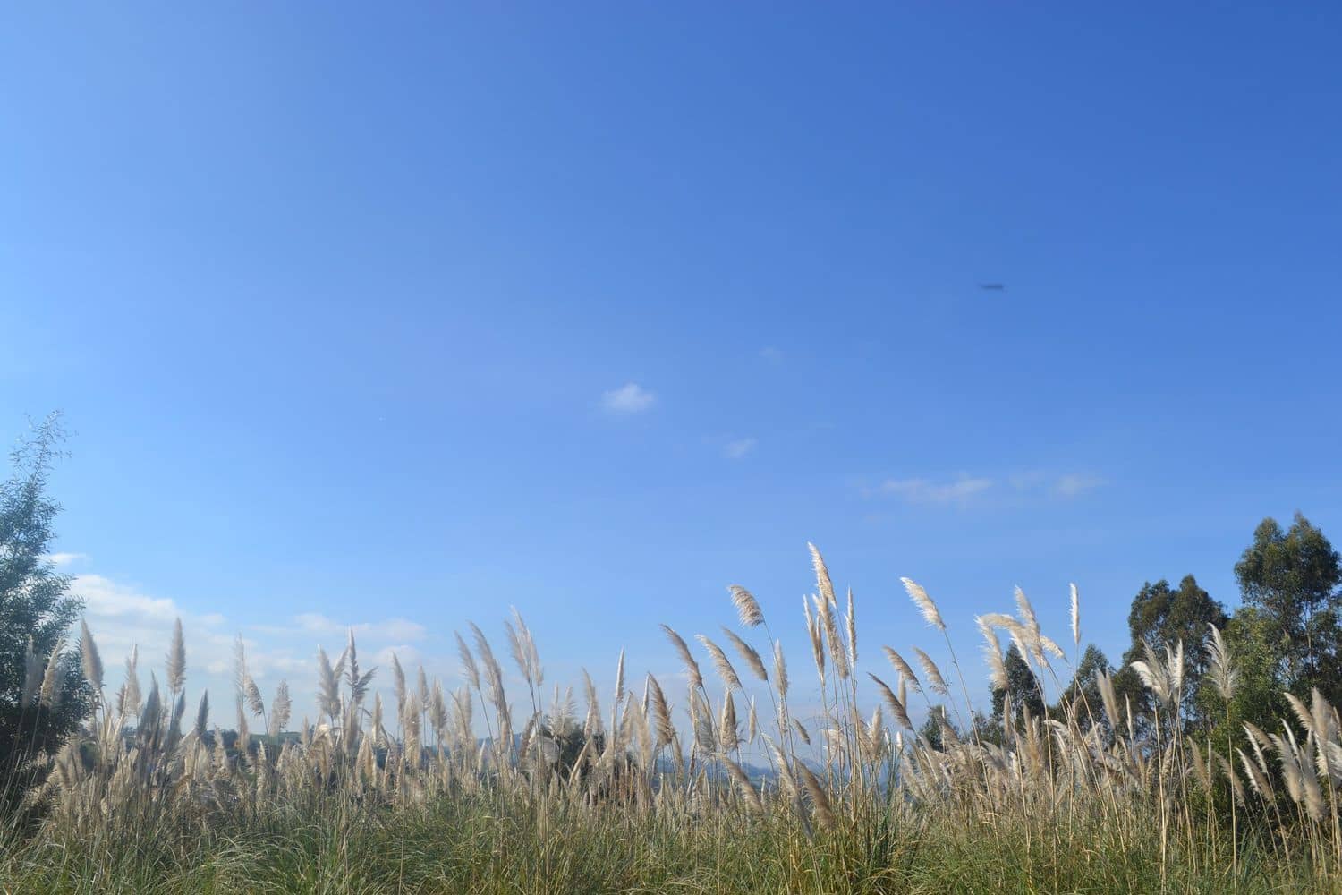 Grunde uden byggetilladelser til salg i Llanera - € 99.000 (Ref: 4073588)