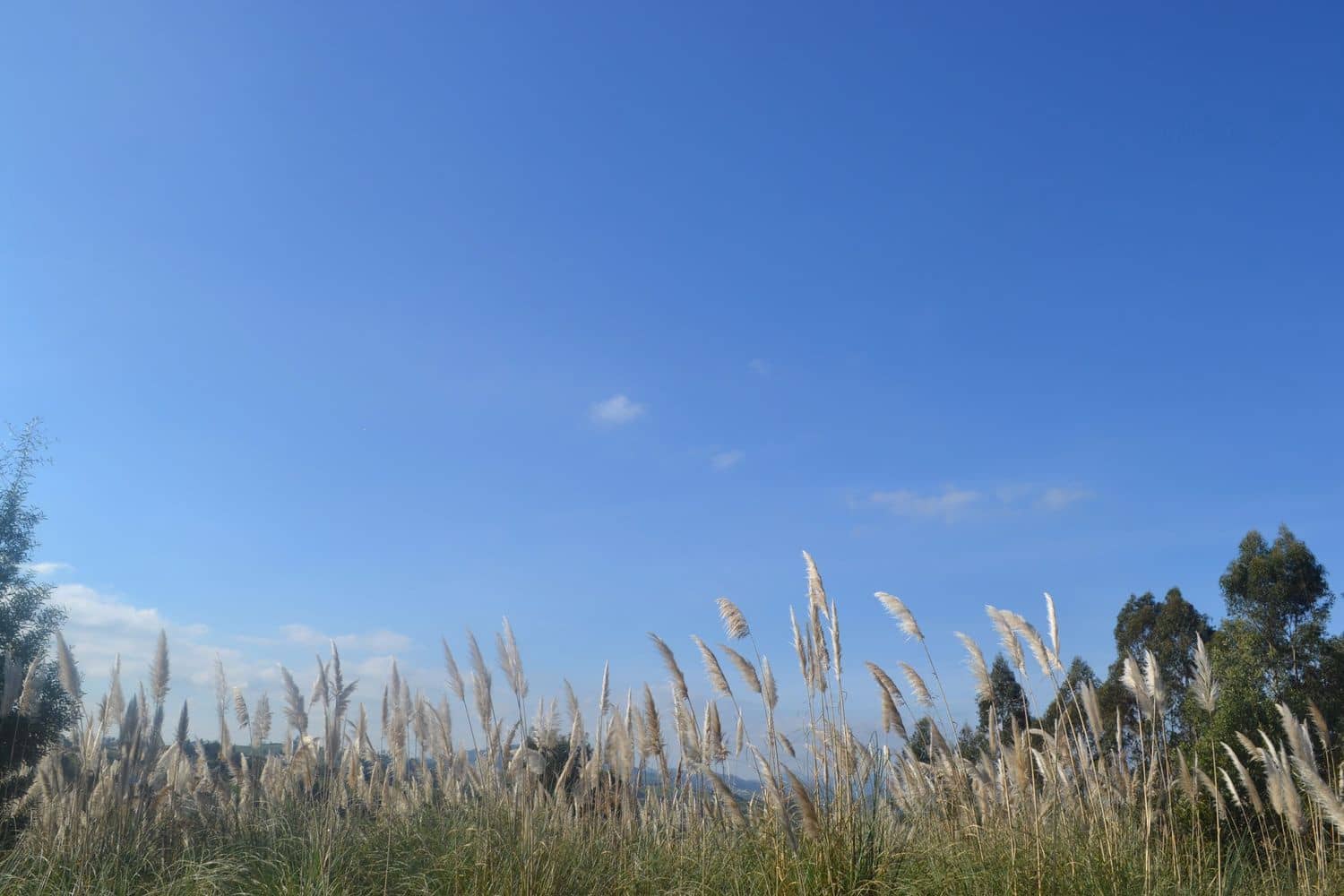 Grunde uden byggetilladelser til salg i Llanera - € 99.000 (Ref: 4073588)