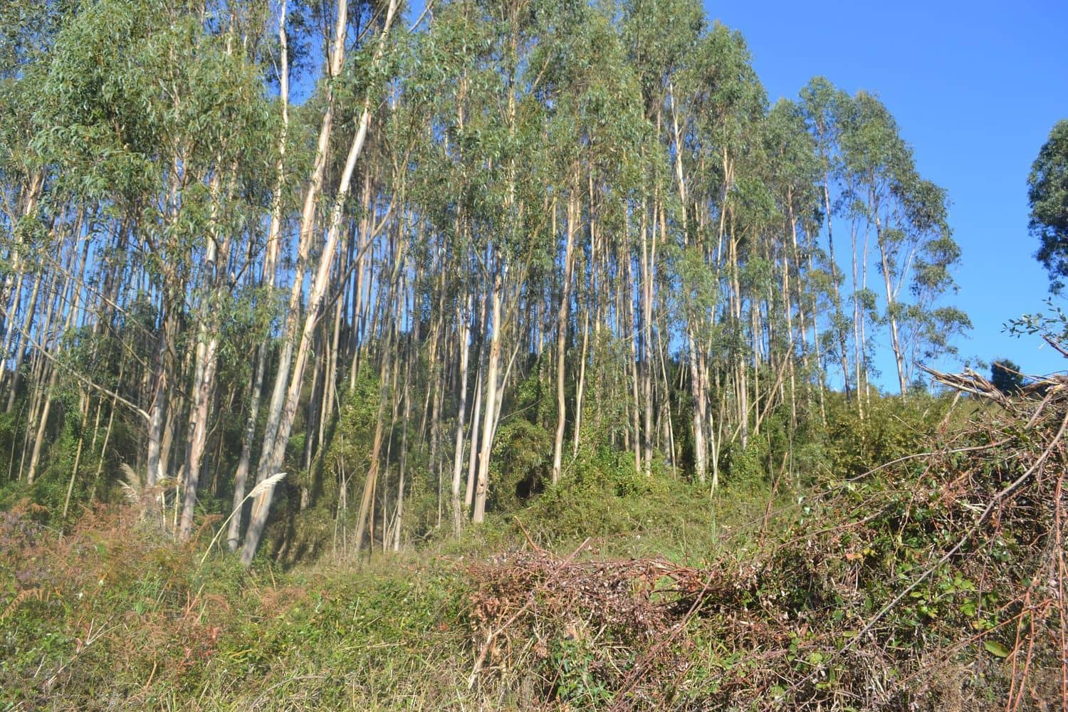 Grunde uden byggetilladelser til salg i Llanera - € 99.000 (Ref: 4073588)