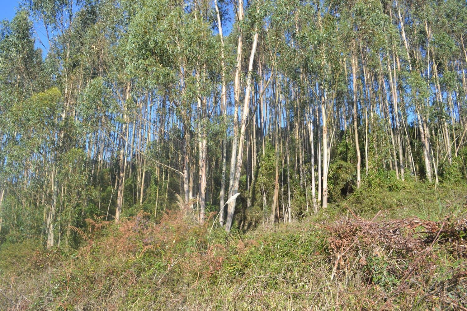 Grunde uden byggetilladelser til salg i Llanera - € 99.000 (Ref: 4073588)