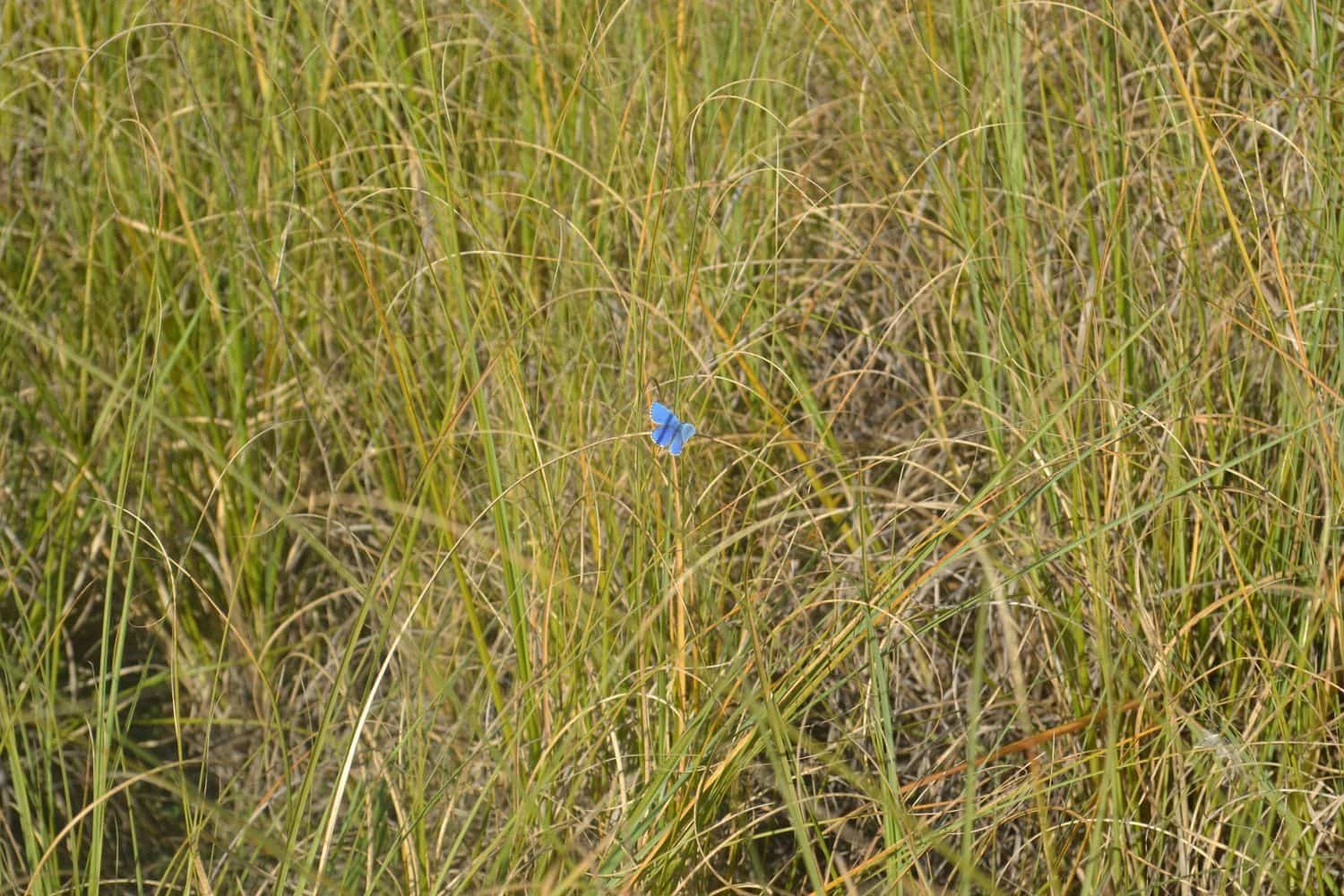 Grunde uden byggetilladelser til salg i Llanera - € 99.000 (Ref: 4073588)