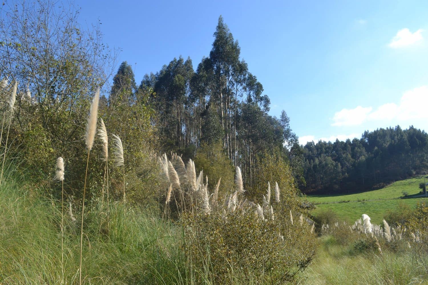 Grunde uden byggetilladelser til salg i Llanera - € 99.000 (Ref: 4073588)