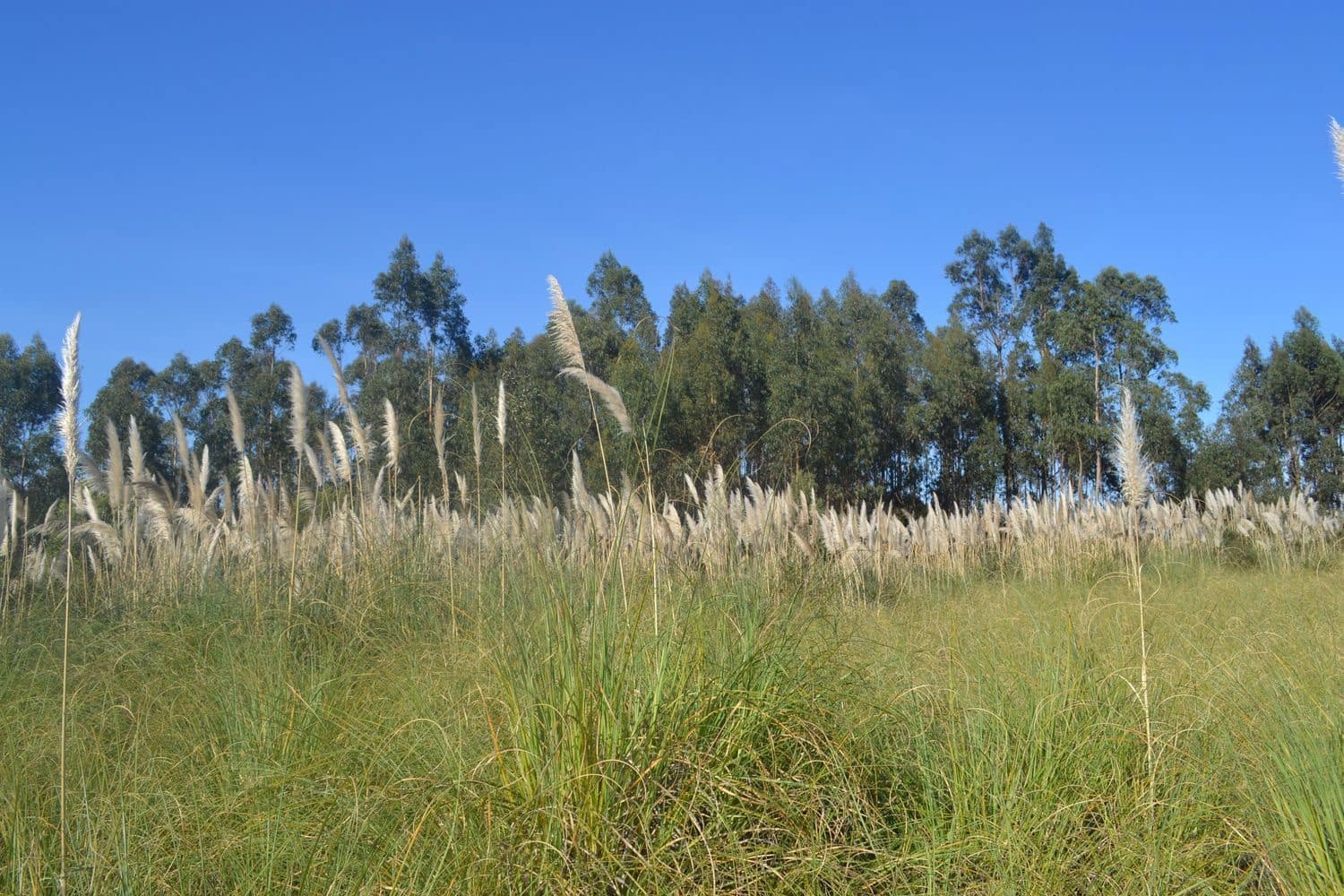 Grunde uden byggetilladelser til salg i Llanera - € 99.000 (Ref: 4073588)