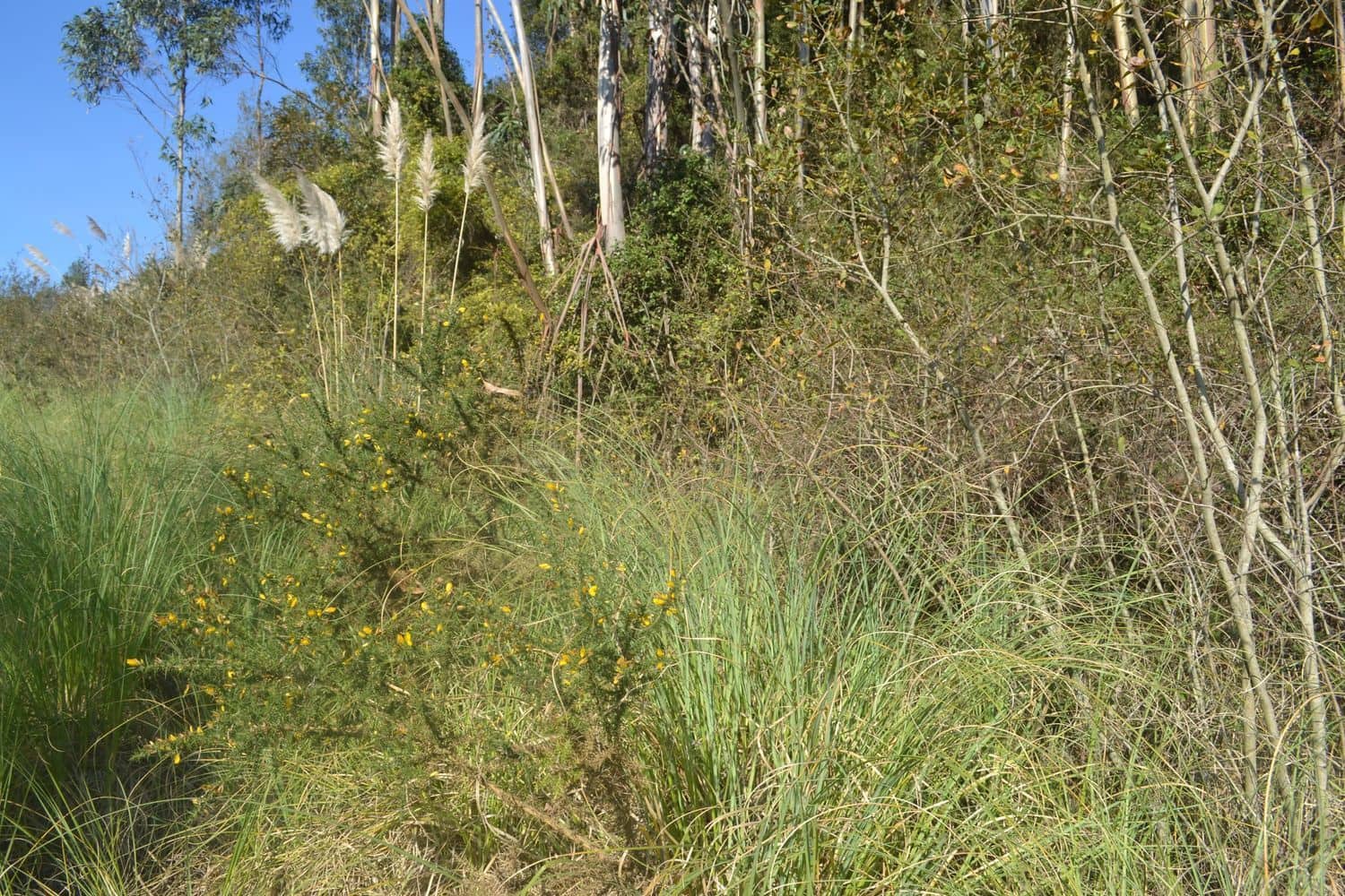 Grunde uden byggetilladelser til salg i Llanera - € 99.000 (Ref: 4073588)