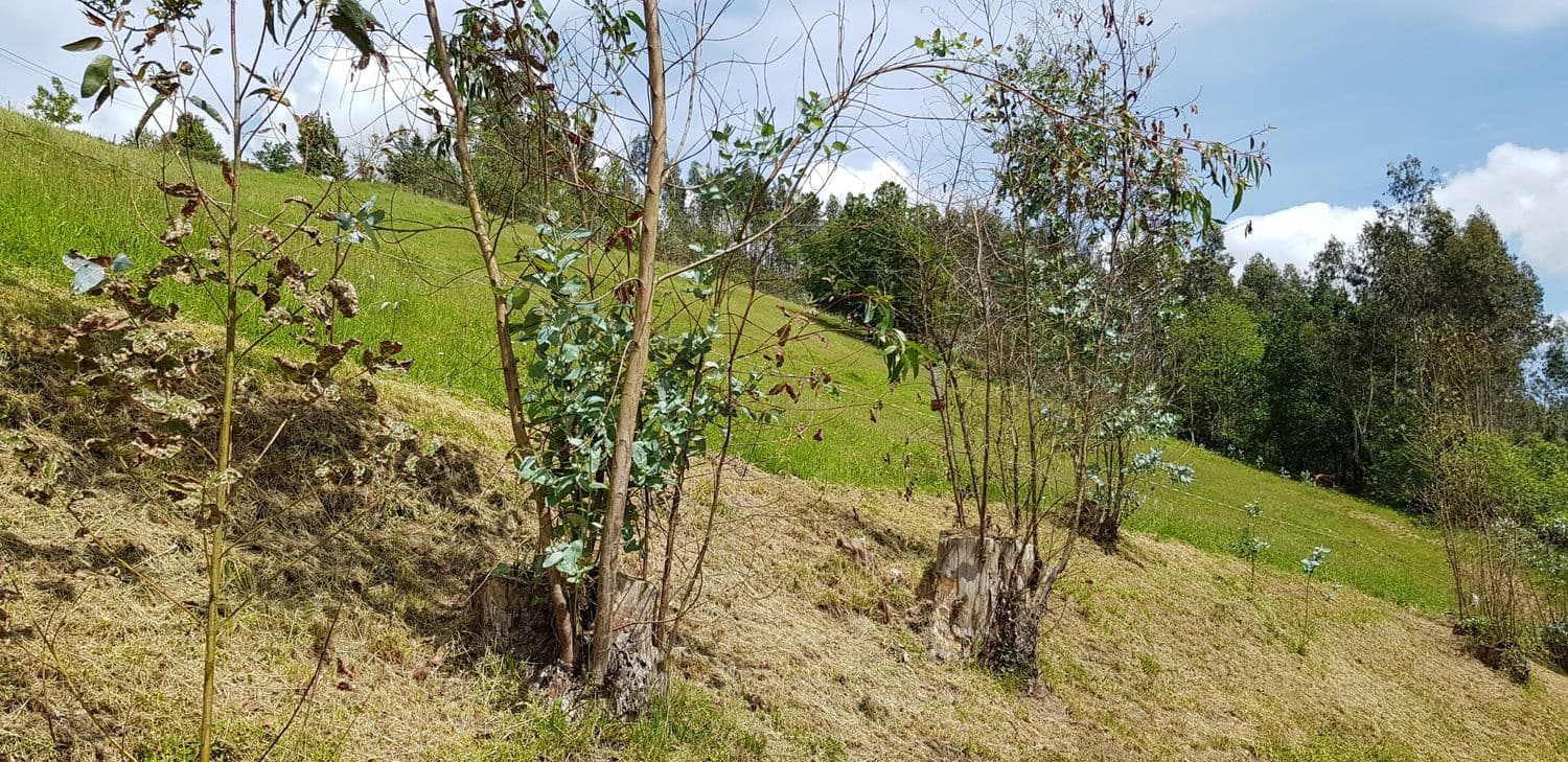 Mark till salu i Gijon - 29 800 € (Ref: 5388797)