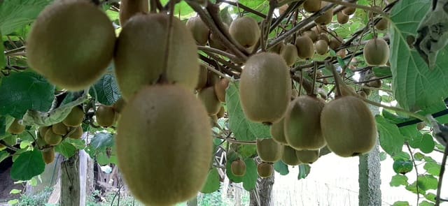 Mark till salu i Cudillero - 46 900 € (Ref: 5668877)