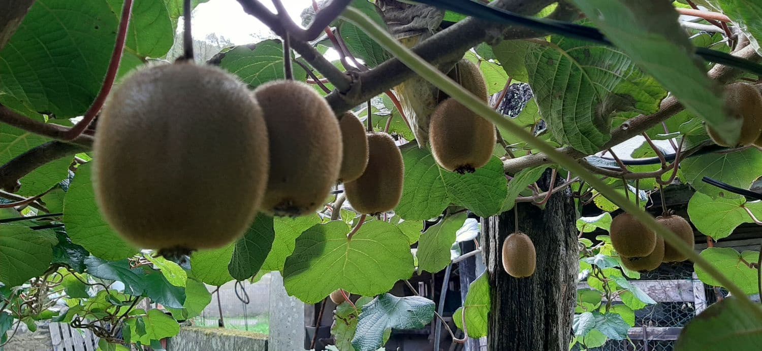 Ubebygd land til salgs i Cudillero - € 46 900 (Ref: 5668877)