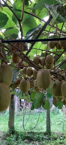 Mark till salu i Cudillero - 46 900 € (Ref: 5668877)