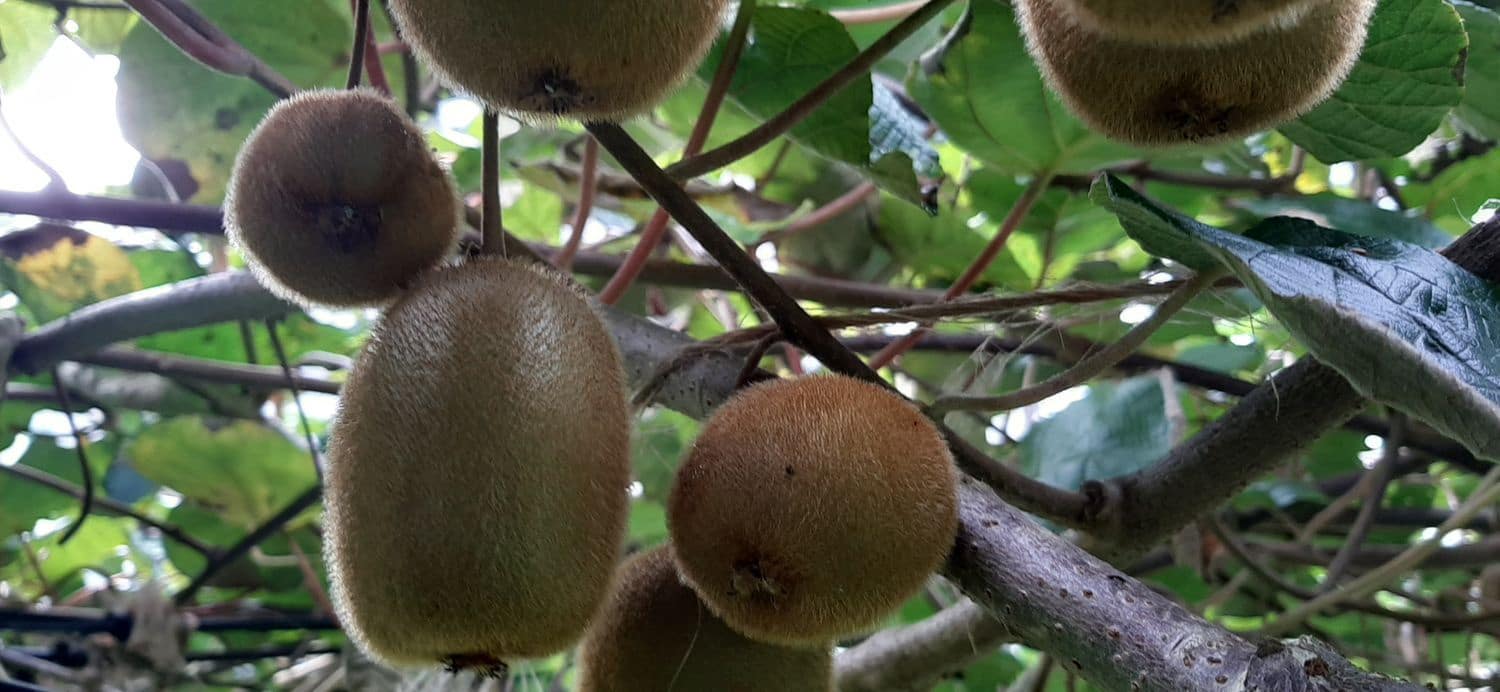 Ubebygd land til salgs i Cudillero - € 46 900 (Ref: 5668877)