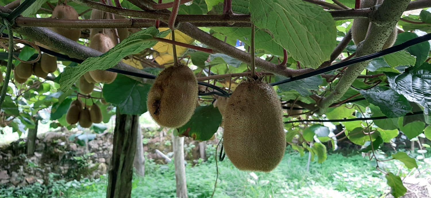 Ubebygd land til salgs i Cudillero - € 46 900 (Ref: 5668877)