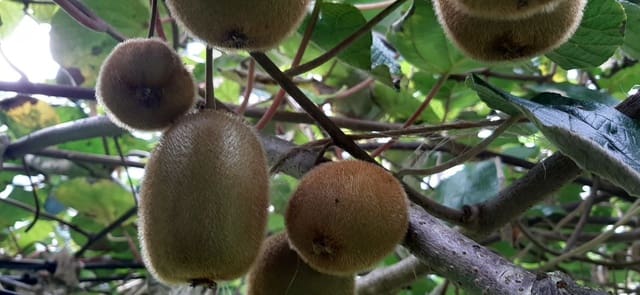 Mark till salu i Cudillero - 46 900 € (Ref: 5668877)