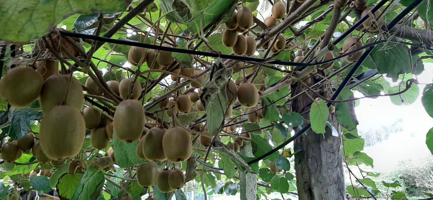 Ubebygd land til salgs i Cudillero - € 46 900 (Ref: 5668877)