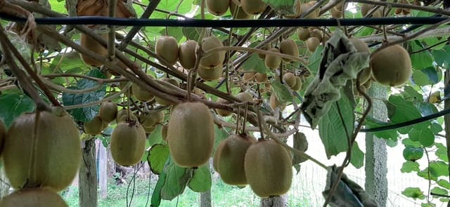 Mark till salu i Cudillero - 46 900 € (Ref: 5668877)