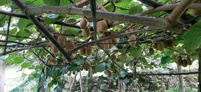 Mark till salu i Cudillero - 46 900 € (Ref: 5668877)