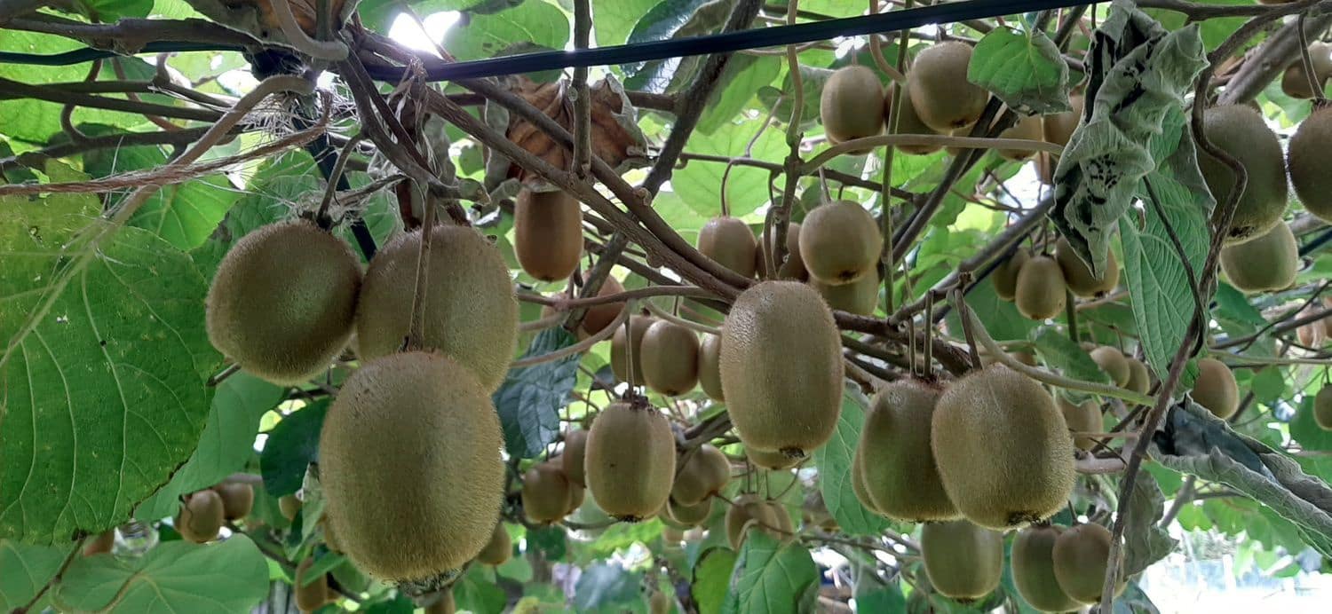 Ubebygd land til salgs i Cudillero - € 46 900 (Ref: 5668877)