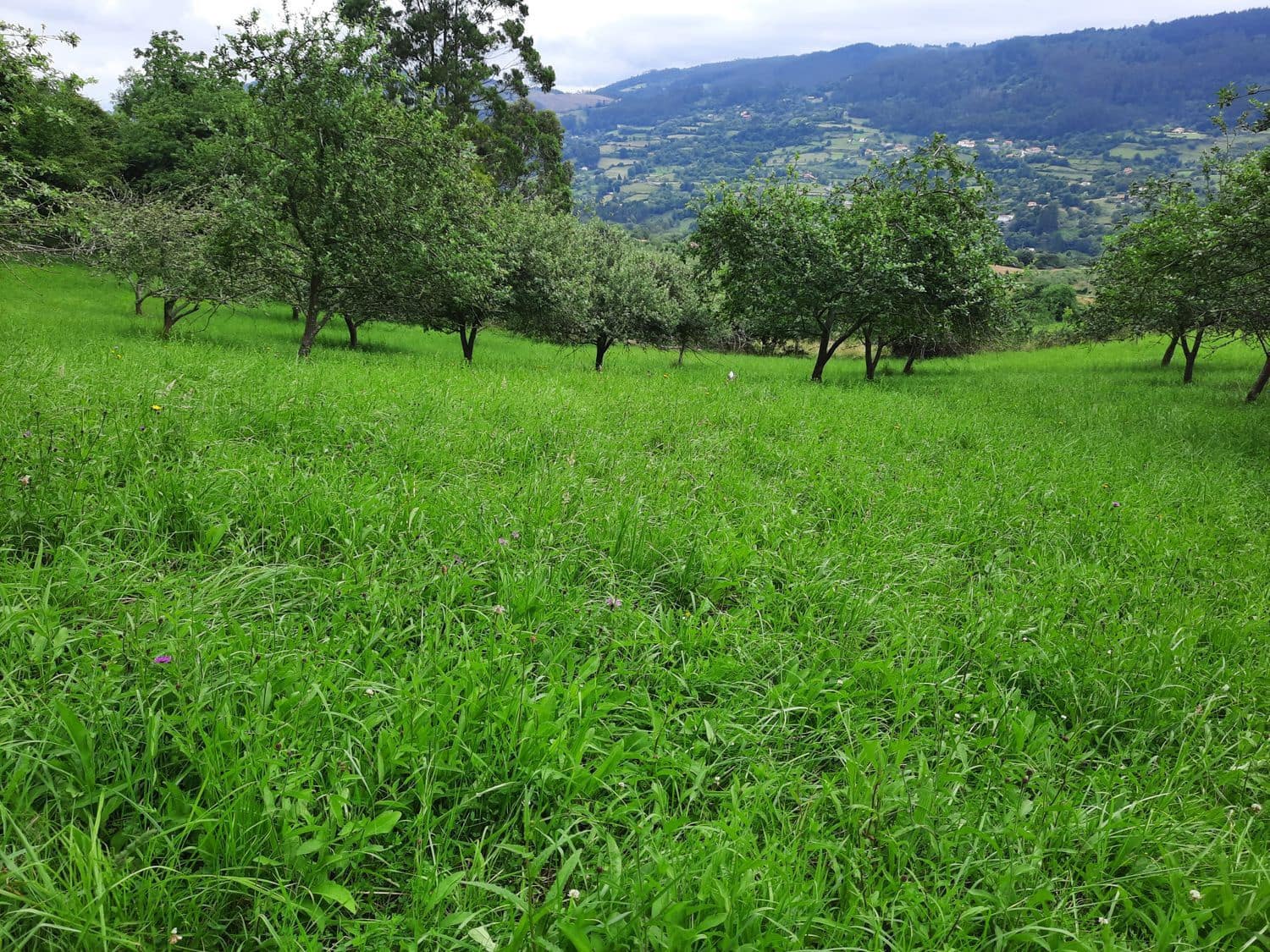 Grunde uden byggetilladelser til salg i Gijon - € 14.500 (Ref: 6289939)