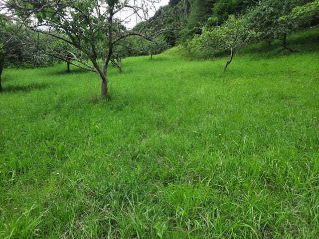 Undeveloped Land for sale in Gijón - € 14,500 (Ref: 6289939)