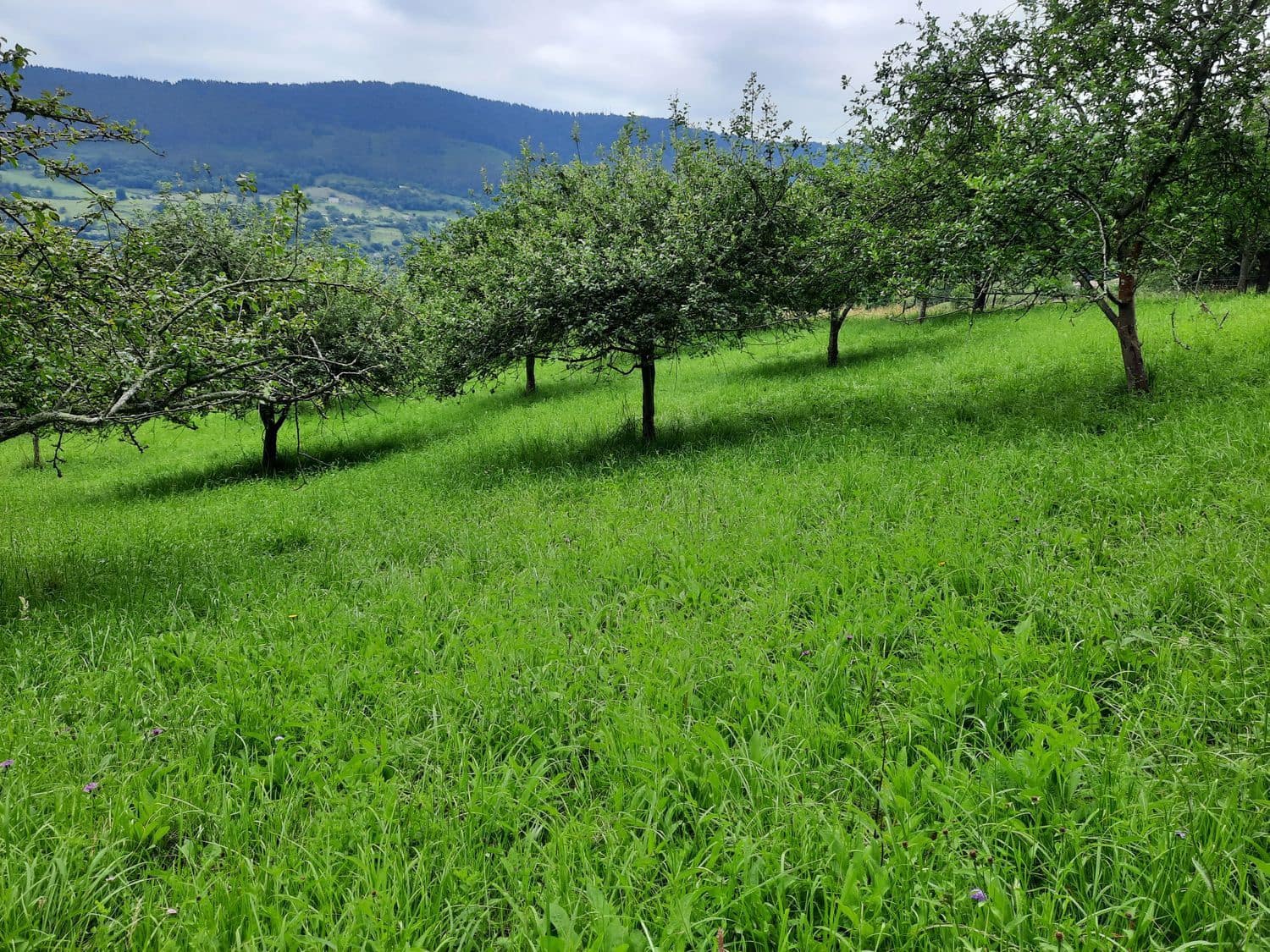 Grunde uden byggetilladelser til salg i Gijon - € 14.500 (Ref: 6289939)