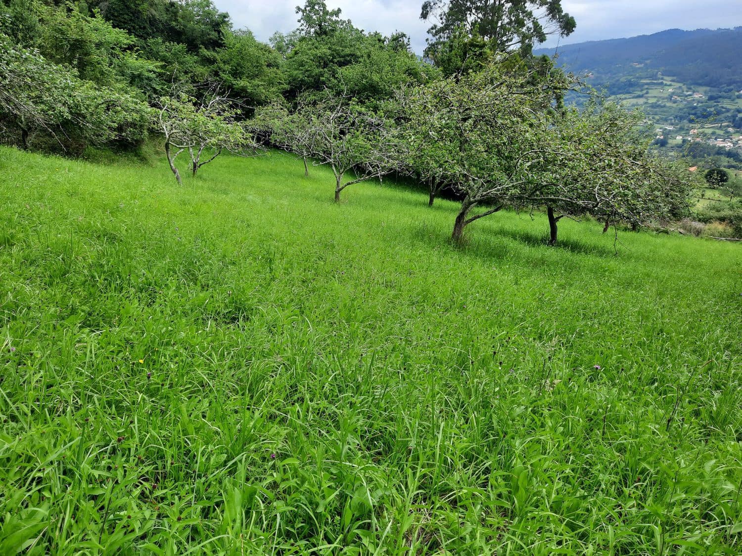 Grunde uden byggetilladelser til salg i Gijon - € 14.500 (Ref: 6289939)