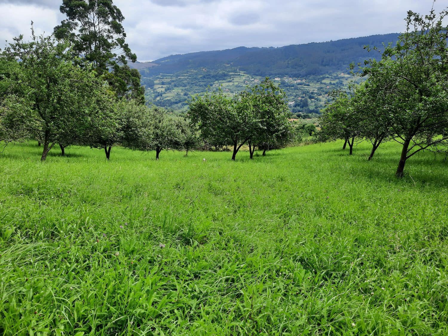 Grunde uden byggetilladelser til salg i Gijon - € 14.500 (Ref: 6289939)