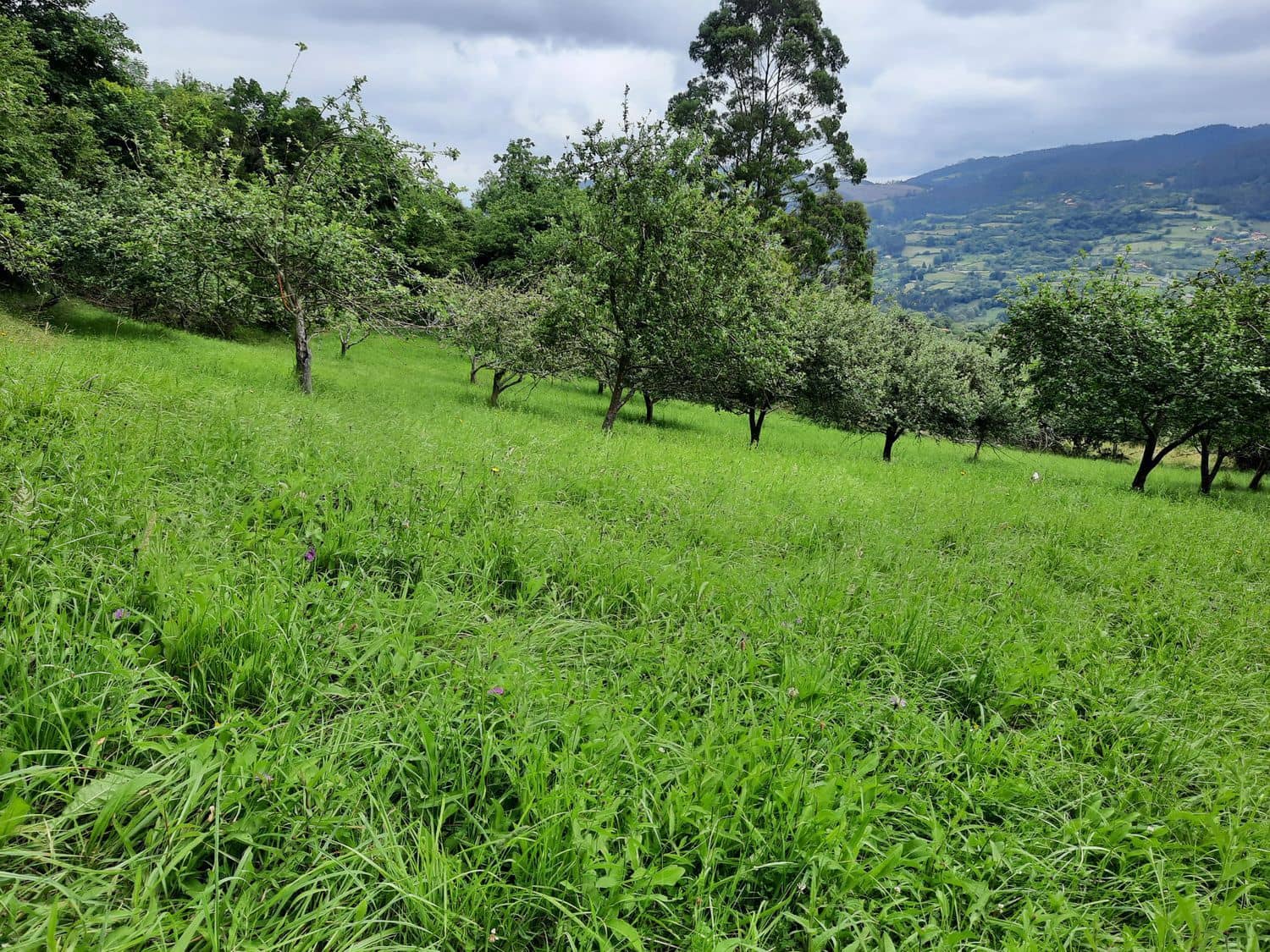 Grunde uden byggetilladelser til salg i Gijon - € 14.500 (Ref: 6289939)