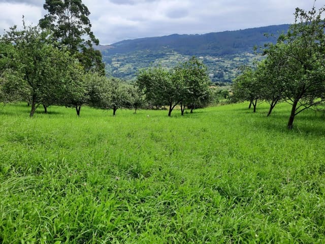 Undeveloped Land for sale in Gijón - € 14,500 (Ref: 6289939)