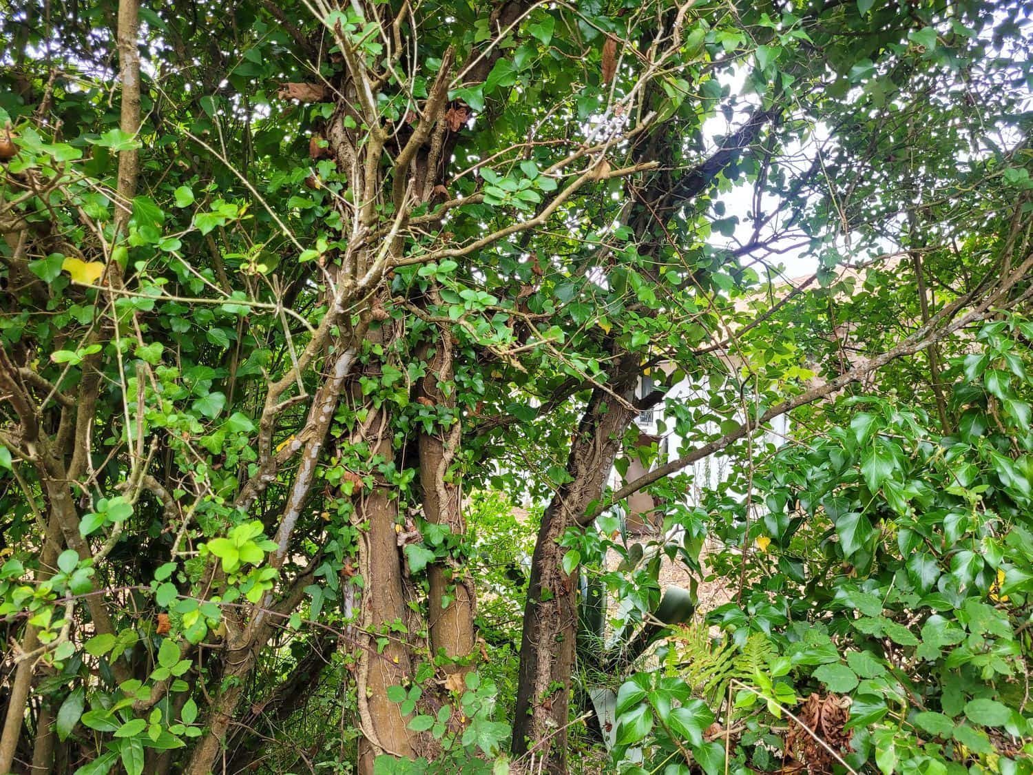 3 camera da letto Finca/Casa di Campagna in vendita in Villaviciosa con garage - 225.000 € (Rif: 7040850)