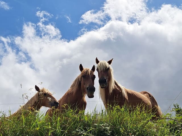 2 soverom Finca/Herregård til salgs i Ribadesella med garasje - € 299 900 (Ref: 7710983)